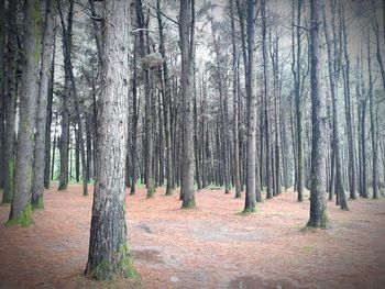 Trees in forest