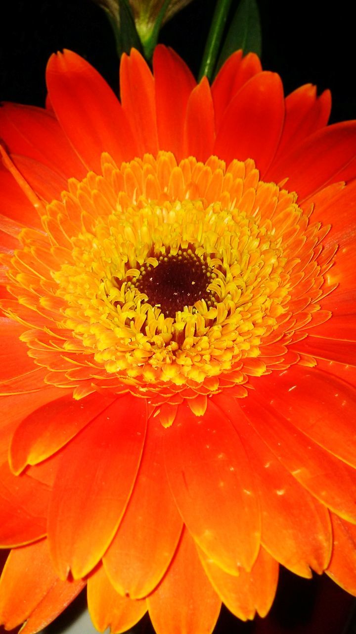 flower, beauty in nature, nature, fragility, flower head, close-up, petal, orange color, growth, freshness, outdoors, no people, backgrounds, gerbera daisy, day