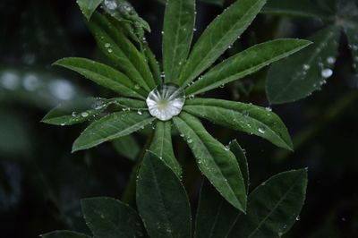 Close-up of water drops on leaf