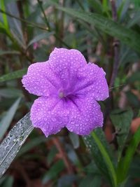 Close-up of wet purple flower