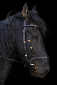 Close-up of horse head against black background