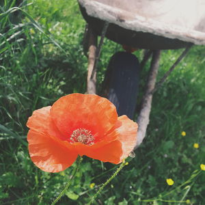 Close-up of orange flowers blooming outdoors