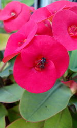 Close-up of insect on pink flower