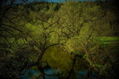 Scenic view of lake in forest