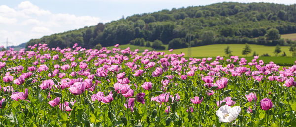 Close-up of pink flowering plants on field