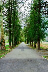 Road amidst trees in forest