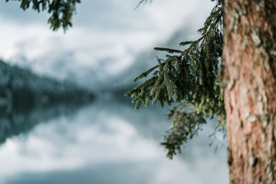 Close-up of pine tree during winter