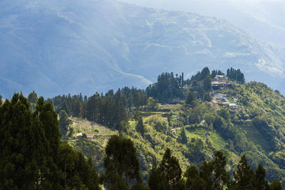 Panoramic shot of trees on mountain