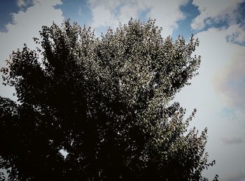 Low angle view of trees against sky