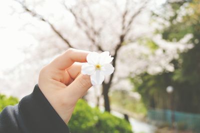 Close-up of white flowers blooming on tree