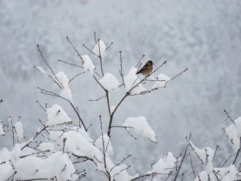 Bird perching on a tree