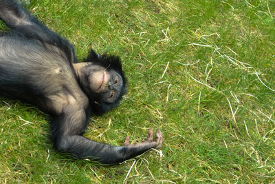 Dog relaxing on grassy field