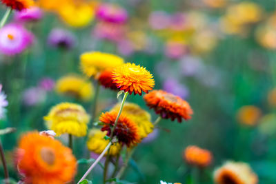 Close-up of yellow flowering plant