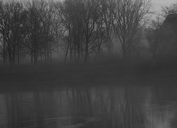 Trees in foggy weather