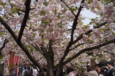 Pink cherry blossoms in spring