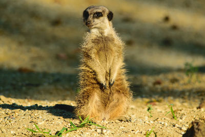 Meerkat on field