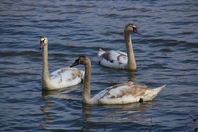 Swans swimming in lake