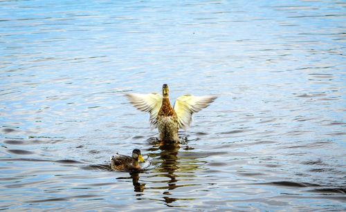 Bird swimming in lake