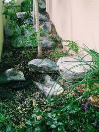 Close-up of plants in water