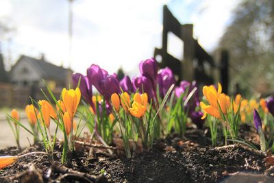 Close-up of crocus blooming outdoors