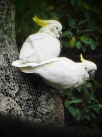 White bird perching on tree