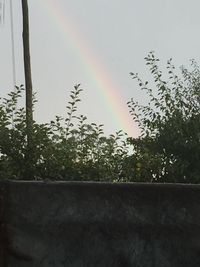 Low angle view of trees against rainbow in sky