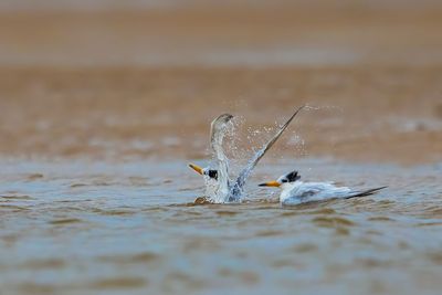 Birds in a lake