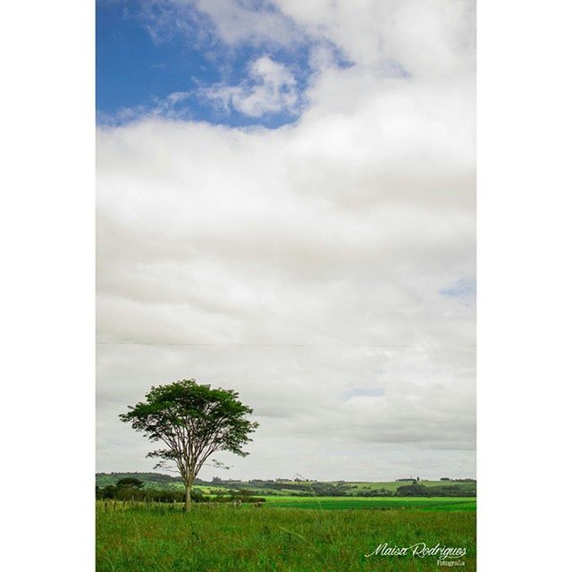 TREES ON FIELD AGAINST CLOUDY SKY