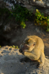 Monkey sitting on rock