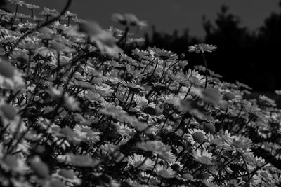 Close-up of flowering plant