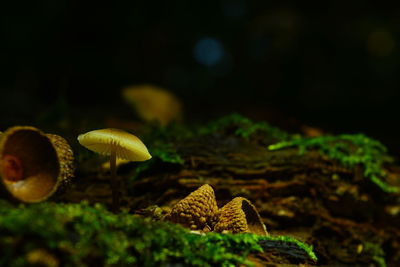 Close-up of snail on tree