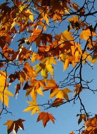 Low angle view of leaves on tree
