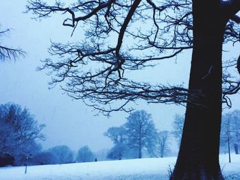 Snow covered trees on landscape