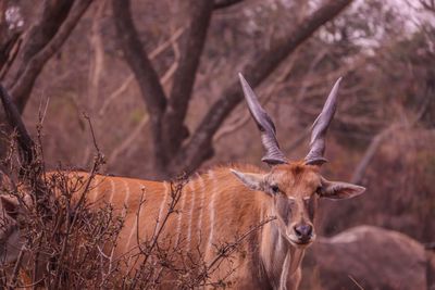 Deer standing on field