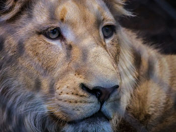 Close-up portrait of lion