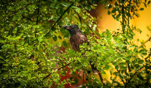 Bird perching on tree in forest