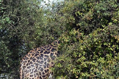 View of lizard on tree