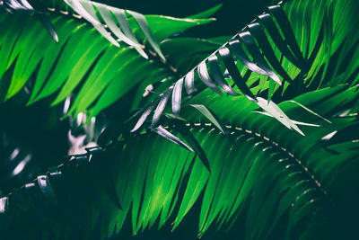 Close-up of palm tree leaves