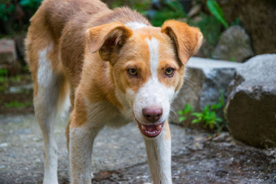 Close-up portrait of dog