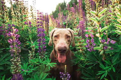 Portrait of a dog against plants