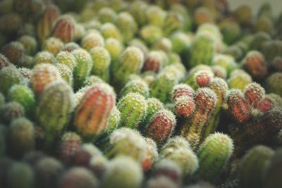 Full frame shot of cactus
