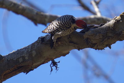 Low angle view of bird