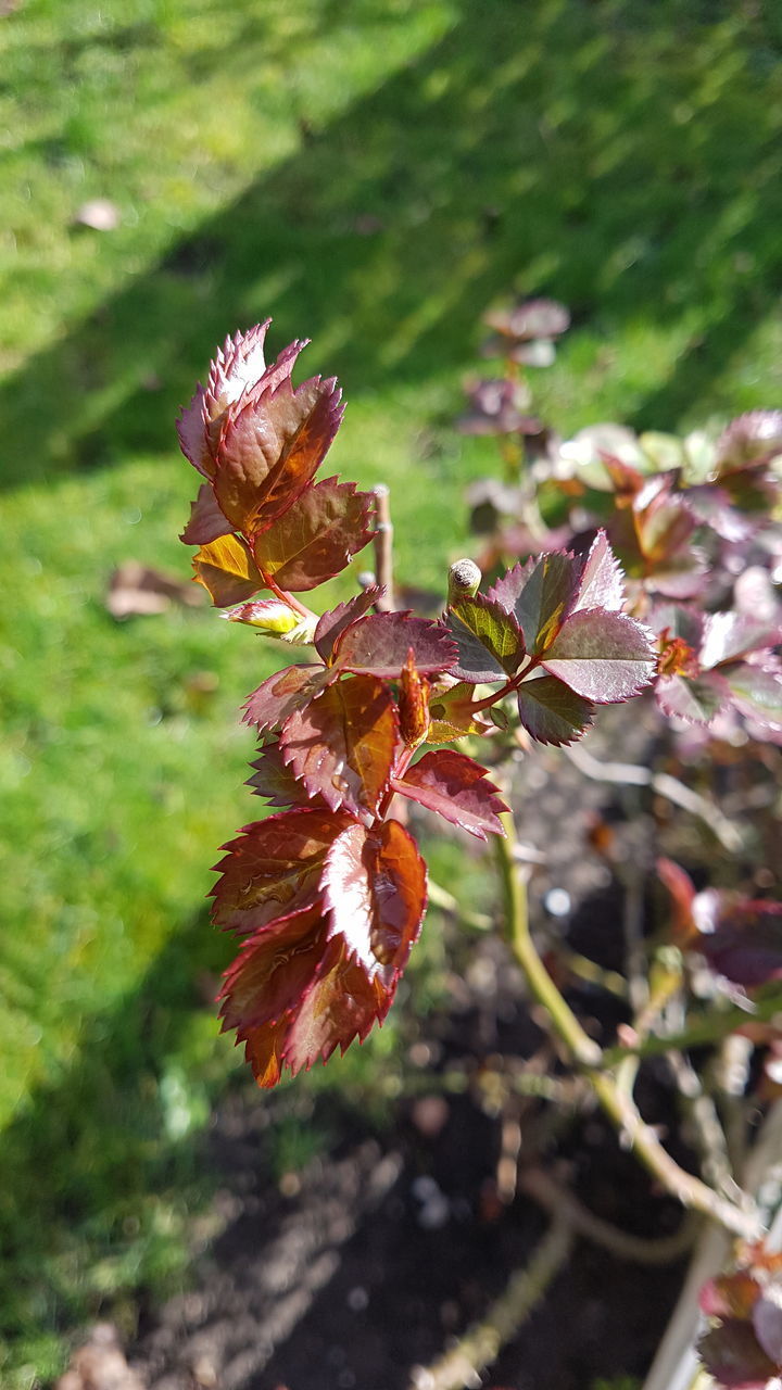 CLOSE-UP OF RED FLOWERING PLANT AGAINST BLURRED BACKGROUND