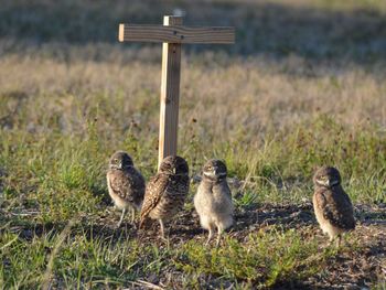 Burrowing owls on field