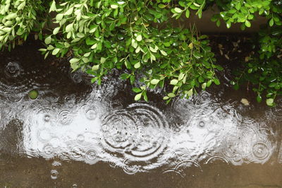 Close-up of leaves in water