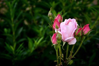 Close-up of pink flowers