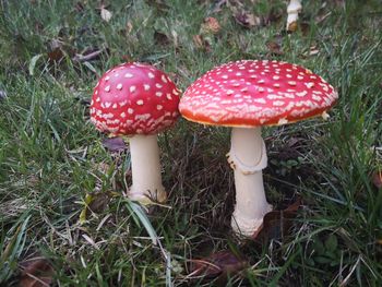 High angle view of mushroom growing in field