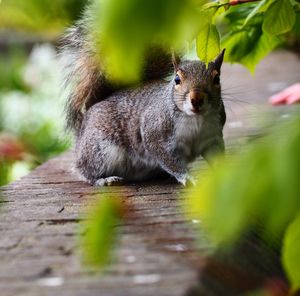 Portrait of squirrel on wall