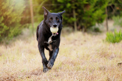 Portrait of a dog running on field