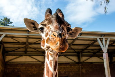 Low angle view of giraffe against building against sky